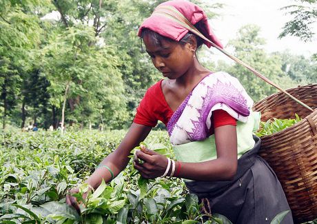 A person plucking tea leaves in Assam
