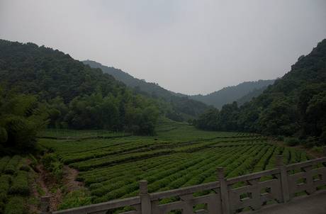 Chinese Tea Plantation
