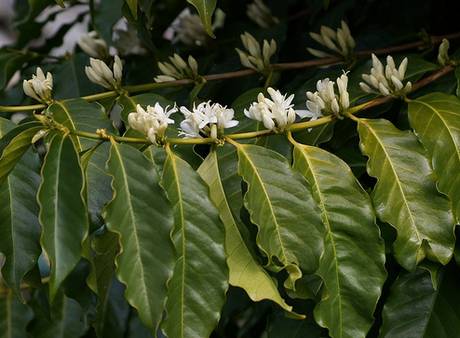 Coffea arabica flowers