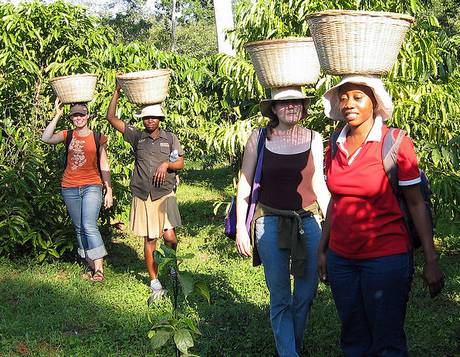 Coffee Harvest Baskets