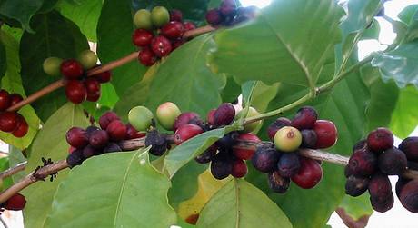 Coffee Berries
