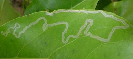 Leaf Miner Damage