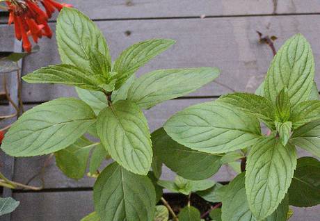 Peppermint leaves