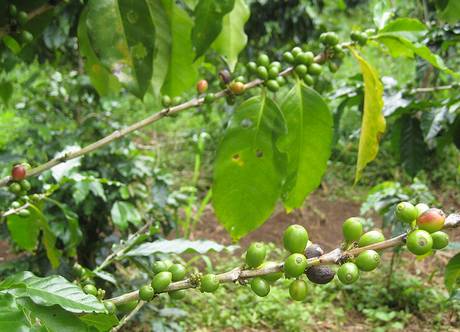 Robusta coffee plants