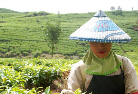 Tea Picker