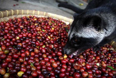 Civet Cat enjoying Luwak Coffee beans