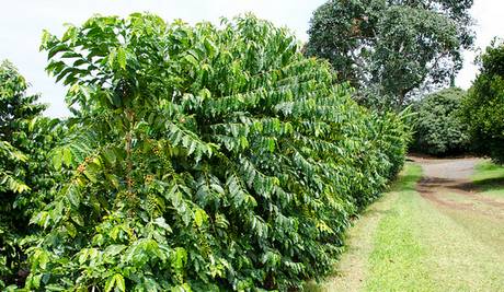 Row of coffee trees