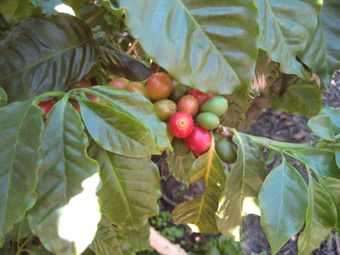 Coffee tree fruit - cherry